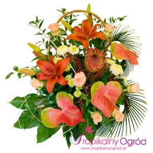 Kosz Egzotyczny (KOD 101)